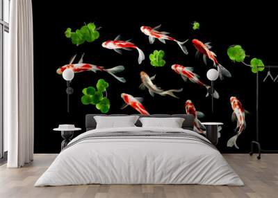 Koi FIsh colorful decorative fish on black background, view from above Wall mural