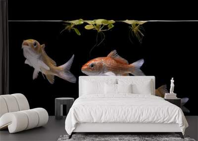 koi fish on black background Wall mural