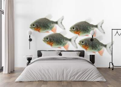 Piranha fish - Serrasalmus nattereri isolated on white background Wall mural