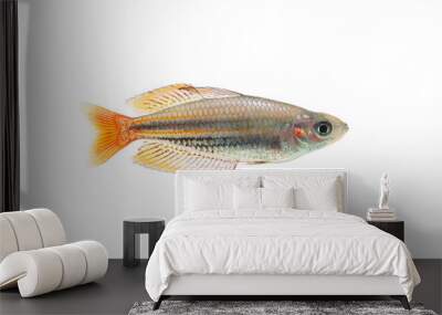 Rainbow pet fish swimming, isolated on white background Wall mural