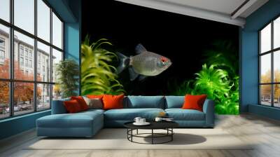 Red Eye Tetra fish isolated on water plants black background Wall mural