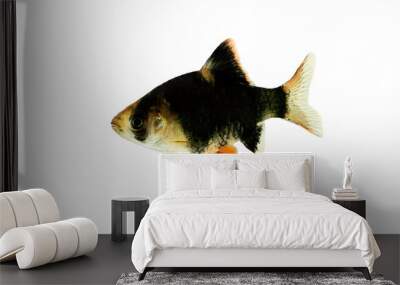 The Tiger Barb Puntius tetrazona or green barbus, sumatra green , isolated background  Wall mural