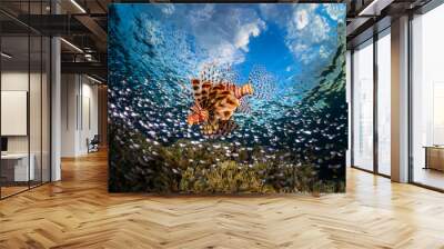 Lionfish surrounded by the prey fish swims on the reef in the tropical sea Wall mural