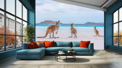 Kangaroos at Lucky Bay in Australia Wall mural