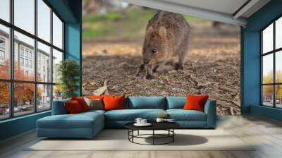 Quokka  Wall mural