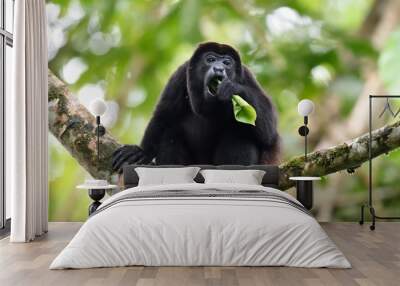 Male of howler monkey eating Wall mural