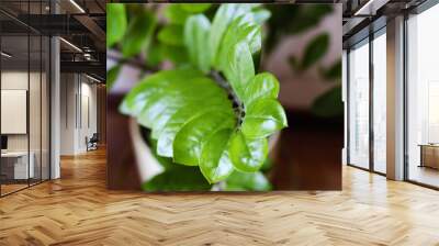 Leaves of the zamioculcas close up Wall mural