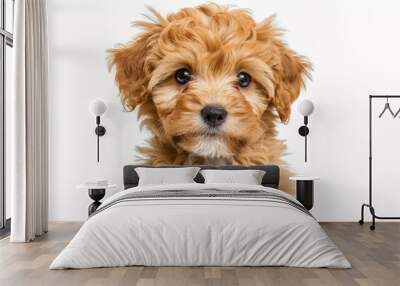 A portrait of a cute Cavapoo puppy is isolated on a white backdrop. Wall mural