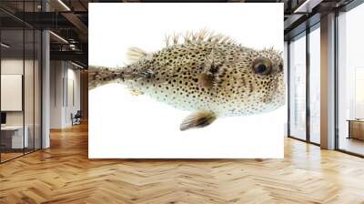 A pufferfish on a white background. Wall mural