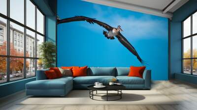 Two pelicans seemingly holding hands flying in jamaican skies Wall mural