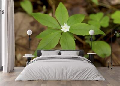 Starflower in open woods of Newport, New Hampshire. Wall mural