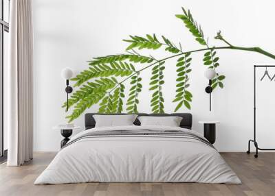 Acacia green leaves with branch  isolated on white background, clipping path Wall mural