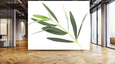 Branch olive, green leaves isolated on white Wall mural