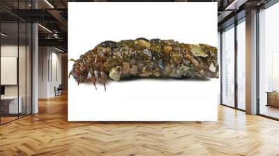 Caddisflies, aquatic larvae isolated on white Wall mural