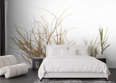 Dry, withered grass isolated on white background with clipping path Wall mural