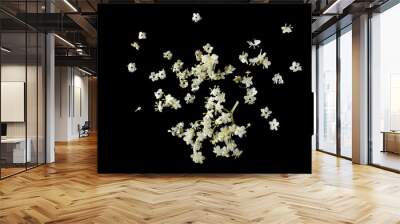 Elderberry flower petals isolated on black background, top view Wall mural