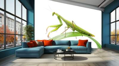 European Mantis or Praying Mantis on green leaf, isolated on white Wall mural