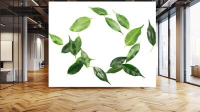 Ficus Benjamina green leaves in shape circle, frame weeping fig, isolated on white, clipping path Wall mural