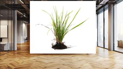 Grass with dirt, isolated on white background Wall mural