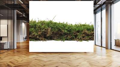 Green moss and grass isolated on white background and texture  Wall mural