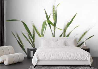 Green young wheat isolated on white background, clipping path Wall mural