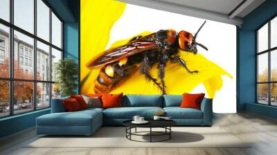 Mammoth wasp female on petal sunflower, (Megascolia maculata) isolated on white  Wall mural