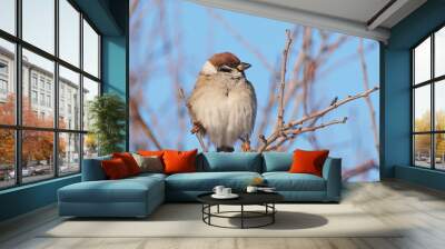 Tree Sparrow on branch, Passer montanus Wall mural