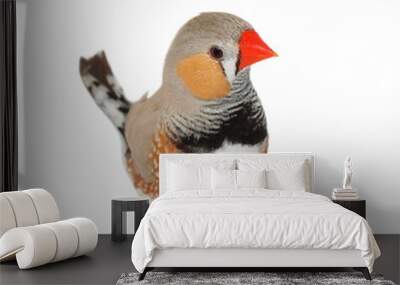 Zebra Finch isolated on white background with clipping path, Taeniopygia guttata Wall mural