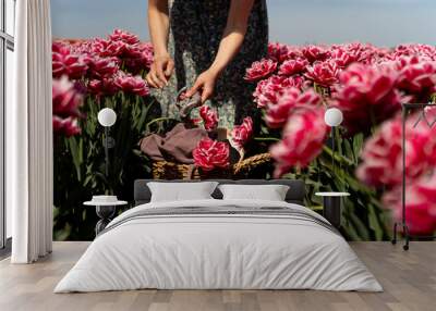 Female collects a bouquet of pink tulips in a field. tulip harvest Wall mural