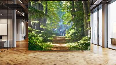 road in a beautiful forest in the morning Wall mural