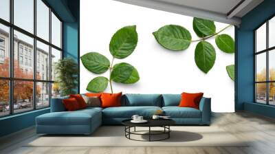 A collection of small rose leaf twigs with five leaves isolated against a flat background. Wall mural