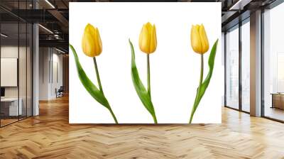 A collection of yellow tulips flower isolated on a flat background Wall mural