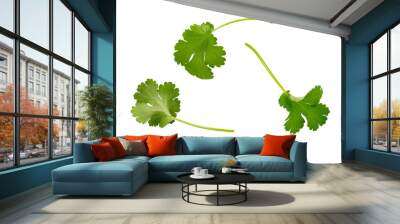 coriander garden, cooking herb isolated against a white background. Wall mural