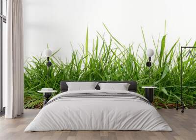 Fresh long green grass isolated against a flat background Wall mural