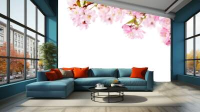 Pink spring cherry blossom flowers on a tree branch isolated against a flat background. Wall mural