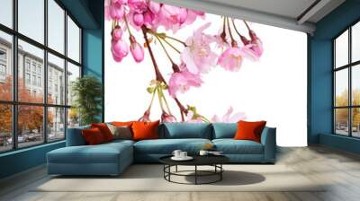 Pink spring cherry blossom flowers on a tree branch isolated against a flat background. Wall mural