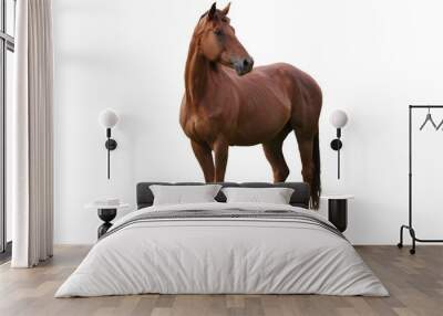 Brown Horse Isolated Wall mural