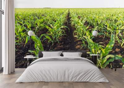  corn field in spring Wall mural