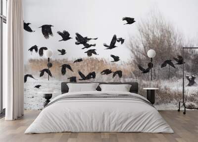 A flock of crows flying above the frozen fields Wall mural