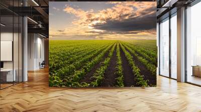 Open corn field at sunset. Wall mural