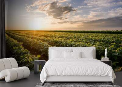 Open soybean field at sunset. Wall mural