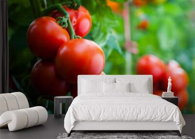 Ripe tomatoes in garden ready to harvest Wall mural