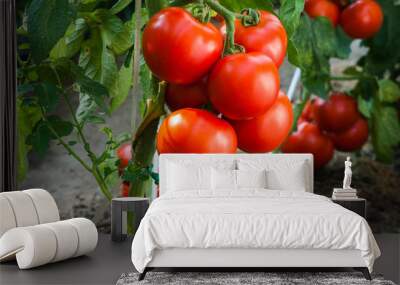 Ripe tomatoes in garden ready to harvest Wall mural