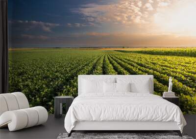 Soybean field with rows of soya bean plants Wall mural