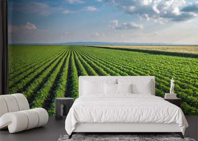 Soybean Field Wall mural