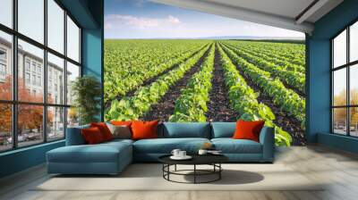 Soybean Field Wall mural