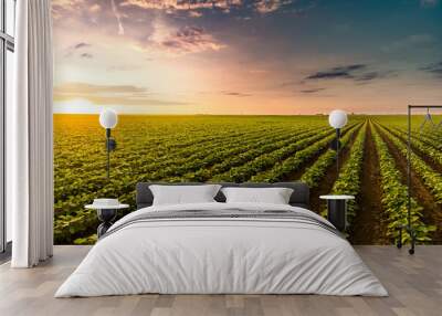 Sunny plantation with growing soya Wall mural