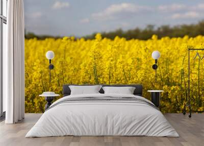 yellow rapeseed canola field and dramatic blue, white storm cloud Wall mural