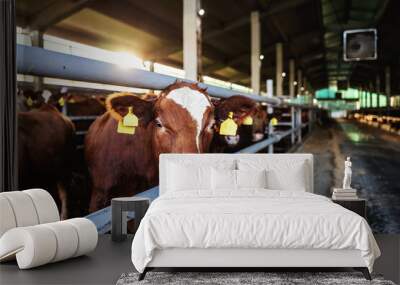 Closeup of beef looking at camera. In a stable are many beefs. Ordinary day at organic farm. Wall mural