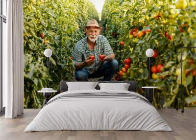 Portrait of smiling senior farmer crouching between isles at tomato plantation and showing ripe tomatoes at camera. Wall mural